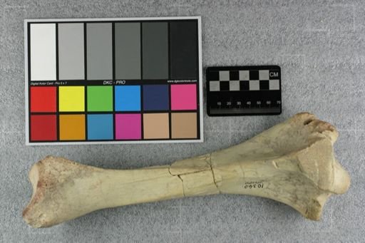 Subhyracodon