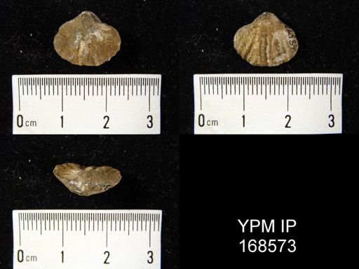 undet. Brachiopoda
