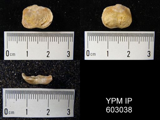 Sinuatella?
