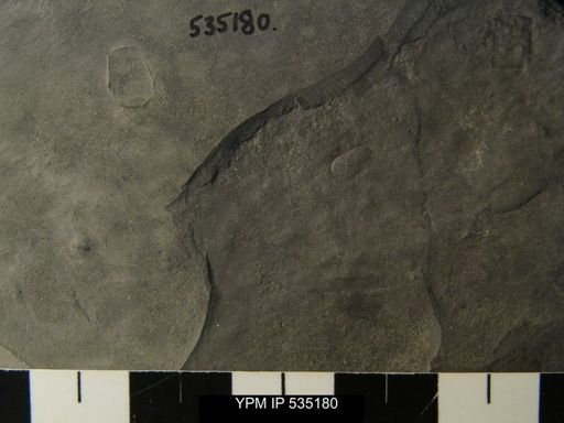 undet. Ostracoda