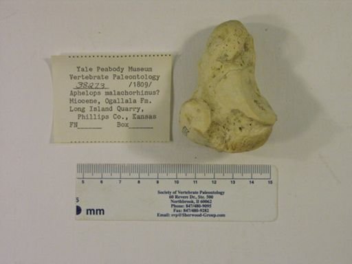 Rhinocerotidae