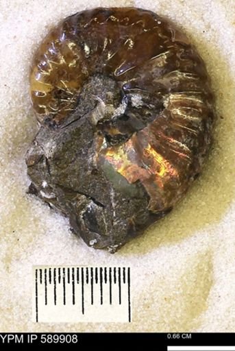 Hoploscaphites comprimus