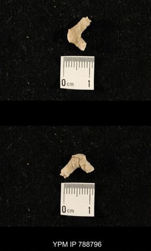 taxon undetermined