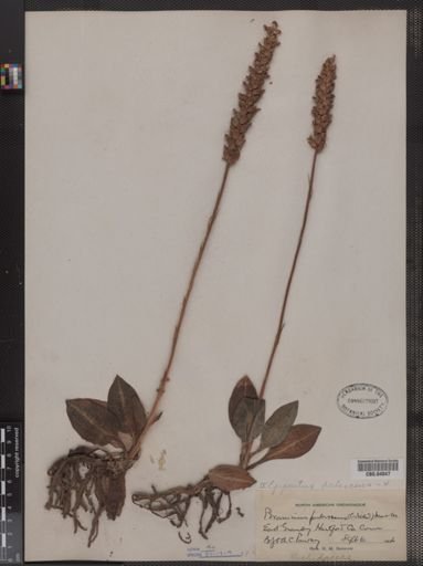Peramium pubescens