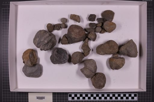 mixed taxa, stratigraphic collection