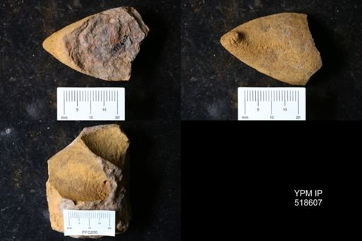 undet. Echinodermata