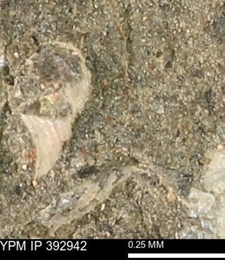 Scaphites sp.