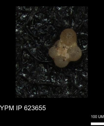 undet. Foraminiferida
