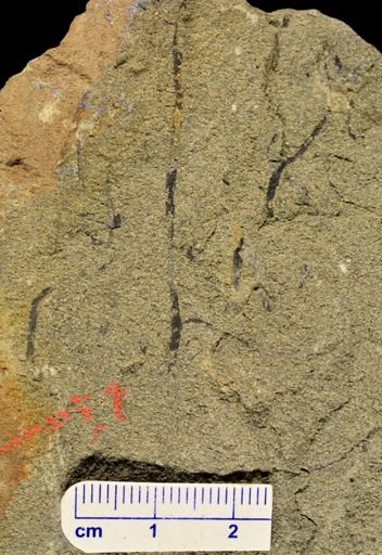 Psilophyton ornatum