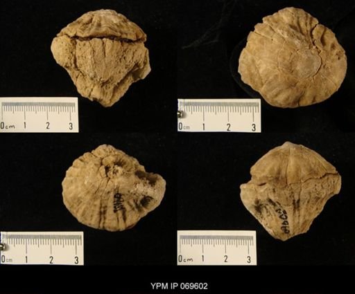 Sphaerulites angeiodes