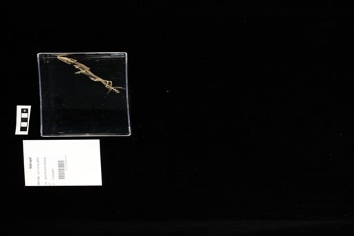 Anolis roquet