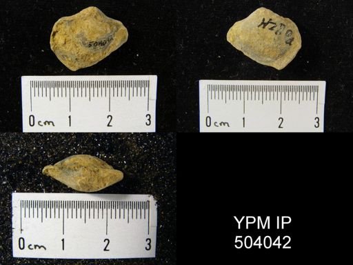 Cleiothyridina sp.