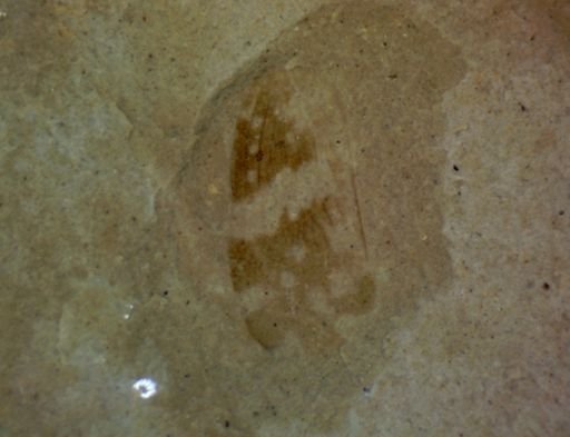 undet. Insecta