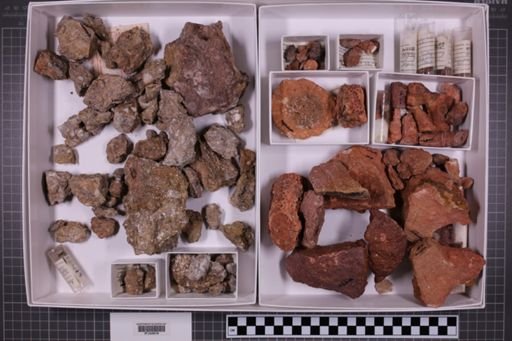 mixed taxa, stratigraphic collection