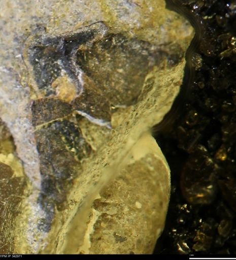 undet. Mollusca