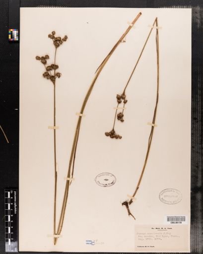 Juncus canadensis