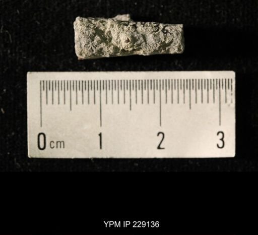 Pseudorthoceras knoxense