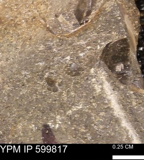 Protocardia subquadrata