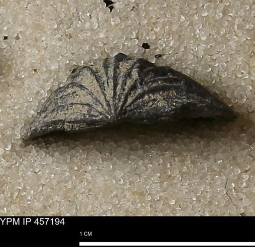 Stropheodonta erratica solidicosta