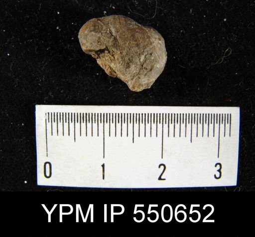 Marginifera wabashensis