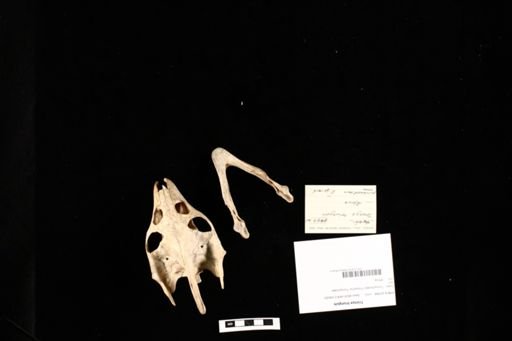Trionyx triunguis