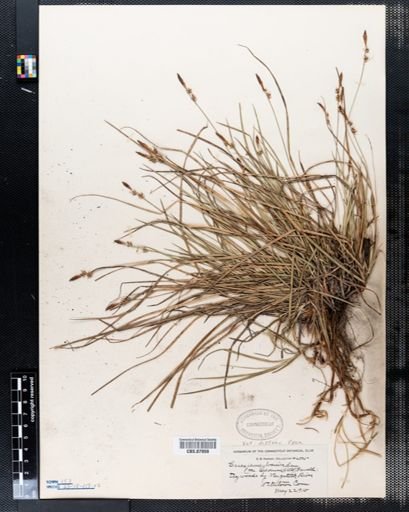 Carex pensylvanica