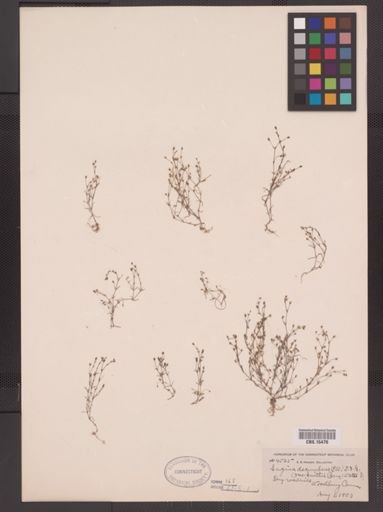 Sagina decumbens