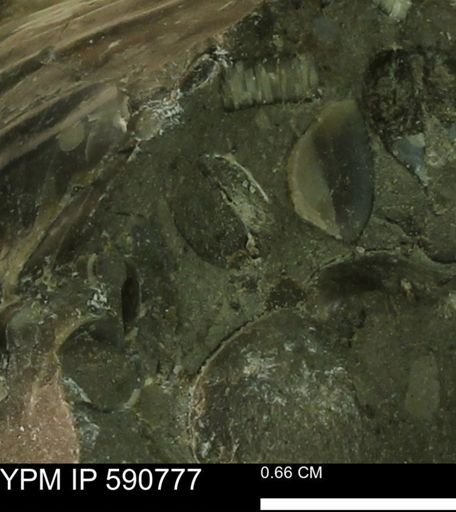 undet. Bivalvia