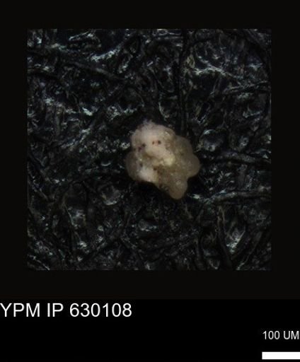 undet. Foraminiferida