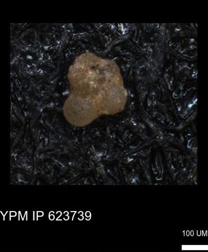 undet. Foraminiferida