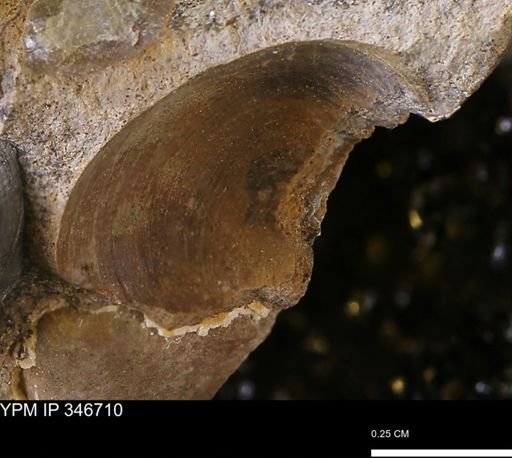 undet. Bivalvia