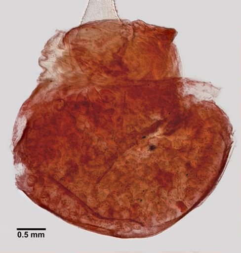 Trypetesa lateralis