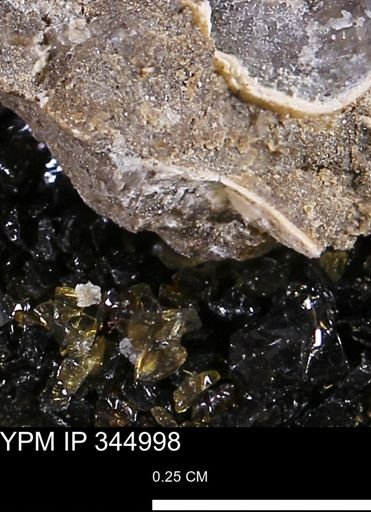 Limopsis striatopunctatus
