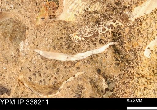 undet. Bivalvia