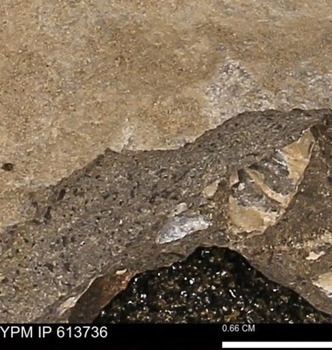 Scaphites sp.