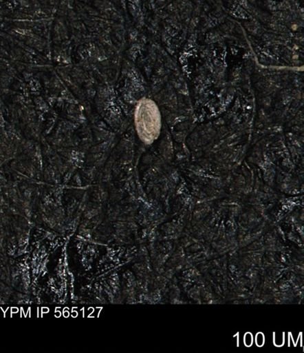 Spirolocammina planula
