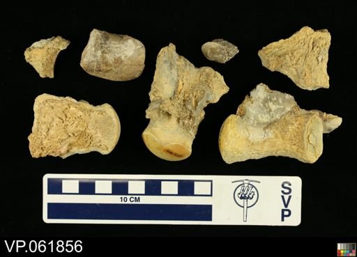 undet. Mosasauridae