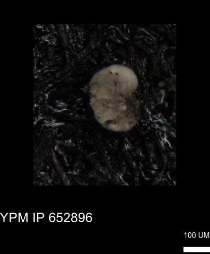 undet. Foraminiferida