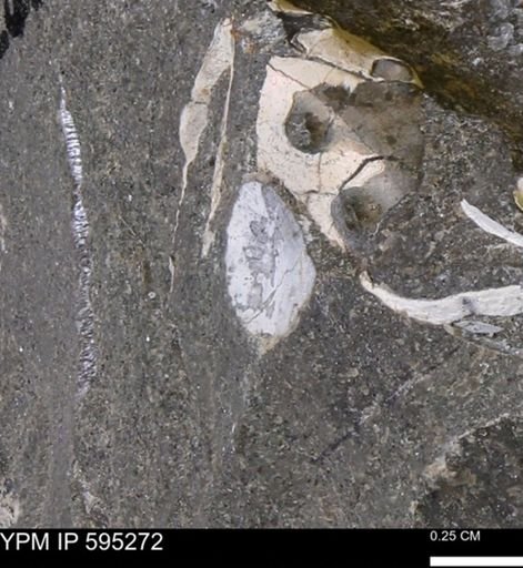 Protocardia sp.