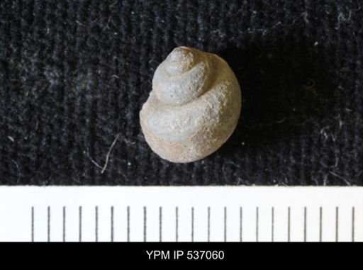 Viviparus montanaensis