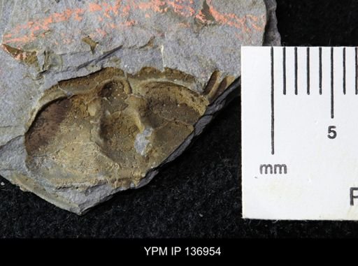 Ctenocephalus maltheus