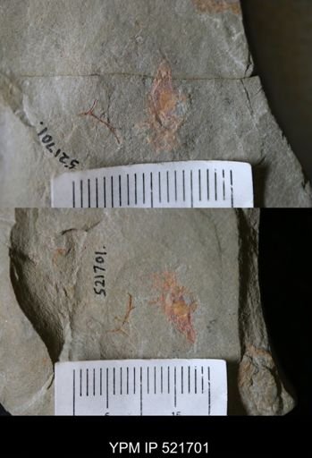 undet. Graptolithina