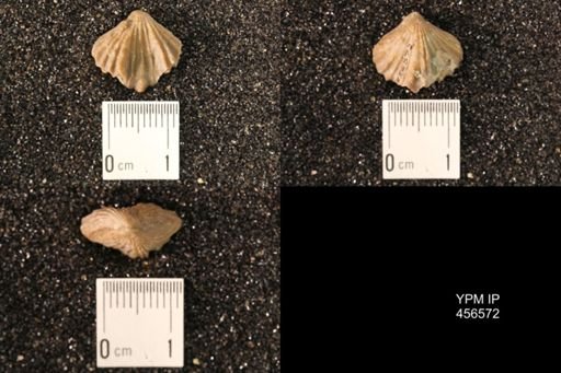 Rhynchonella dentata