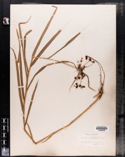 Scirpus polyphyllus