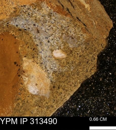 undet. Mollusca