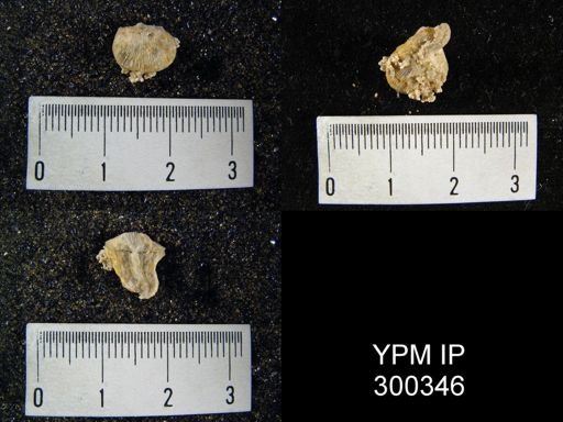 Streptorhynchus sp.