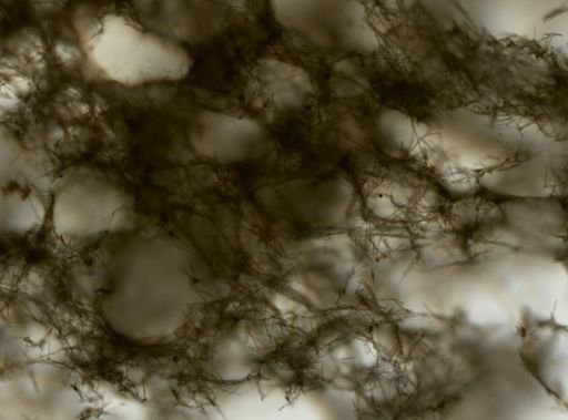 Haliclona sp.