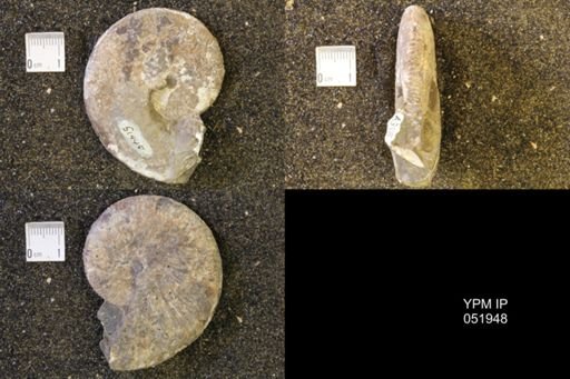 Hoploscaphites comprimus