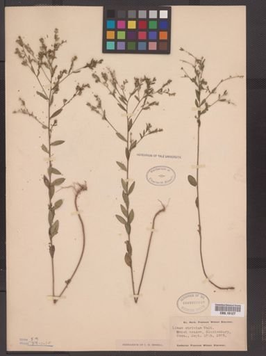 Linum striatum