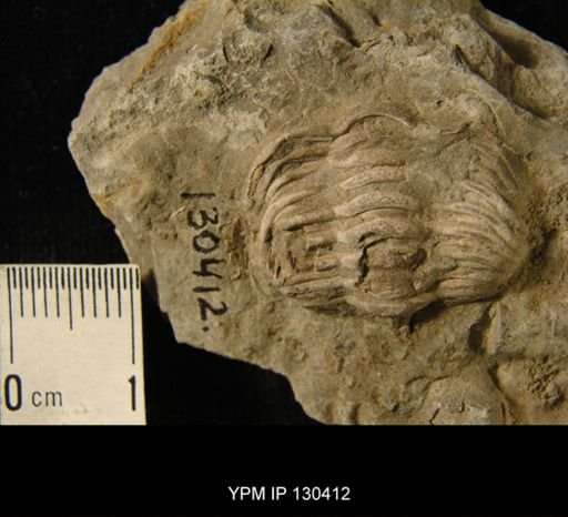 Phacops rana